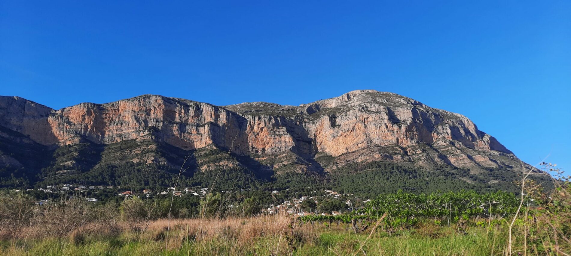 RUTA A LA OLIVERA MILENARIA.