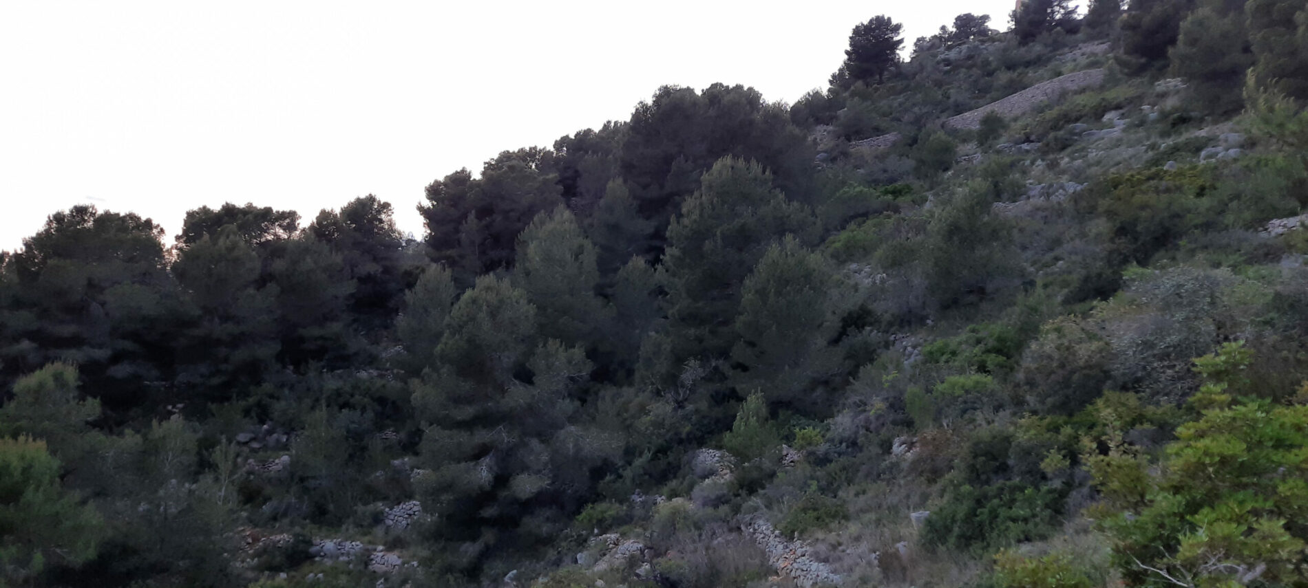 Día Internacional de los Bosques 2023